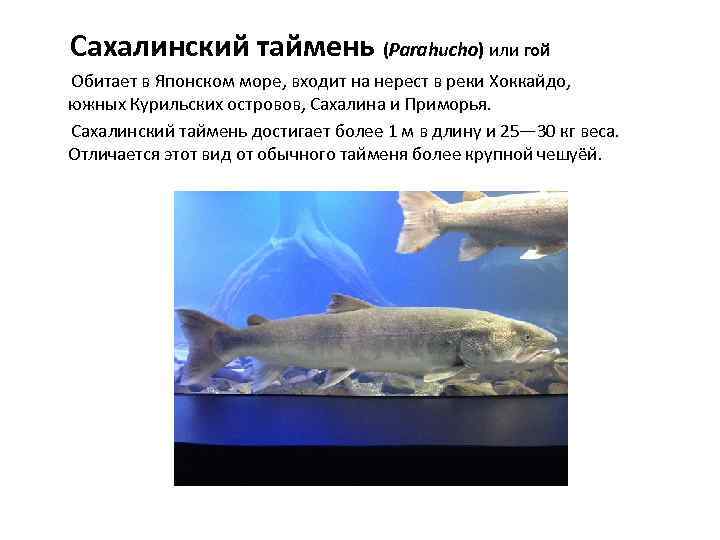  Сахалинский таймень (Parahucho) или гой Обитает в Японском море, входит на нерест в