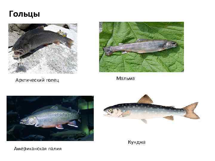 Гольцы Арктический голец Мальма Кунджа Американская палия 