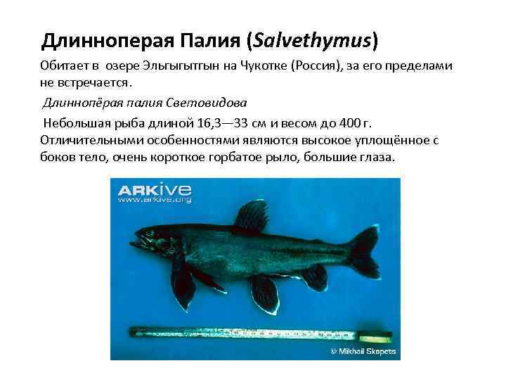  Длинноперая Палия (Salvethymus) Обитает в озере Эльгыгытгын на Чукотке (Россия), за его пределами