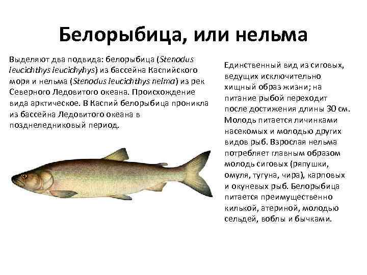 Белорыбица, или нельма Выделяют два подвида: белорыбица (Stenodus leucichthys leucichyhys) из бассейна Каспийского моря