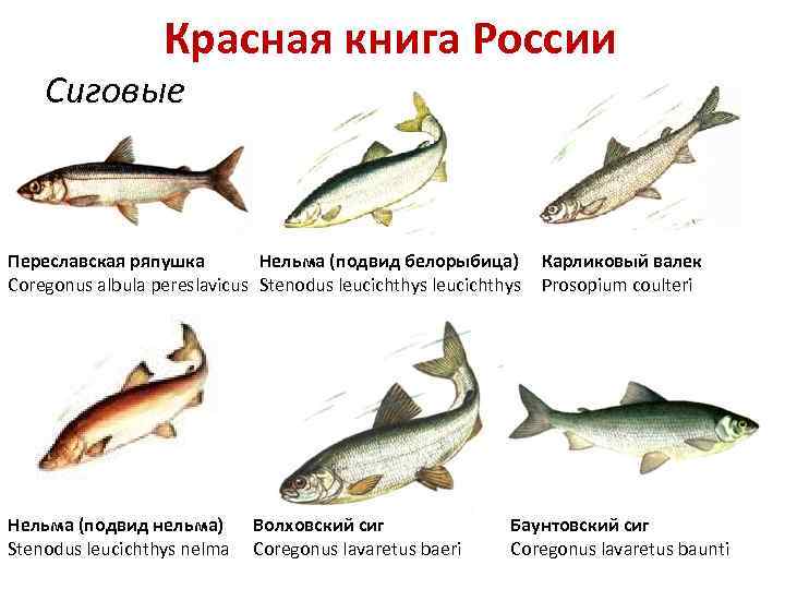 Красная книга России Сиговые Переславская ряпушка Нельма (подвид белорыбица) Карликовый валек Coregonus albula pereslavicus