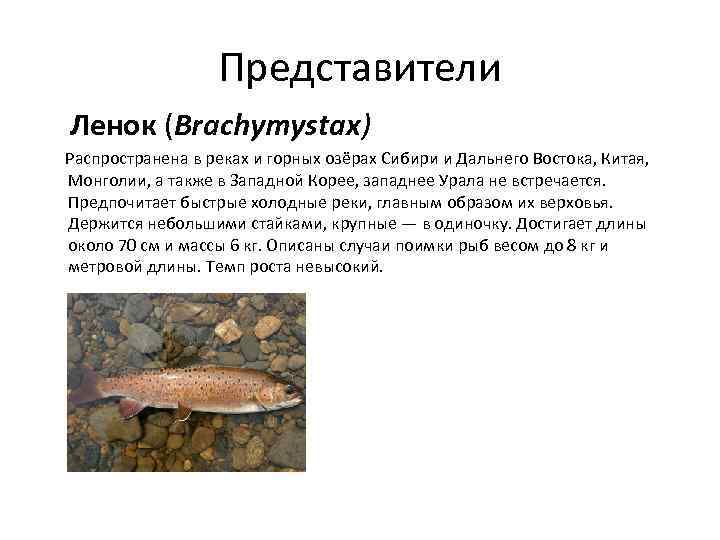 Представители Ленок (Brachymystax) Распространена в реках и горных озёрах Сибири и Дальнего Востока, Китая,