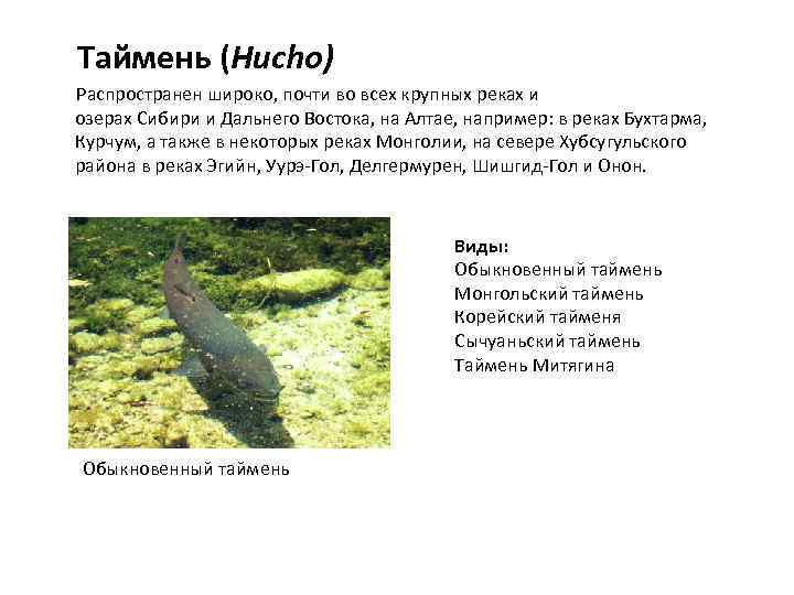  Таймень (Hucho) Распространен широко, почти во всех крупных реках и озерах Сибири и
