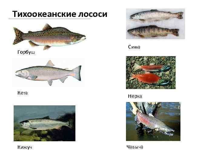 Тихоокеанские лососи Горбуш а Кета Кижуч Сима Нерка Чавыча 