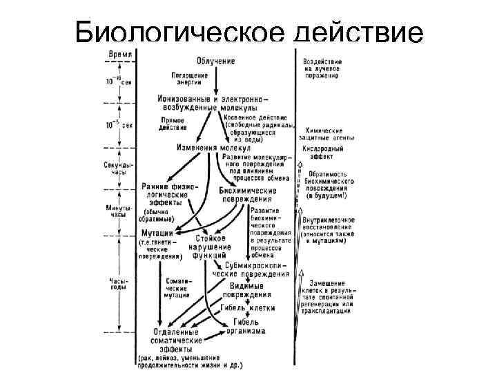 Биологическое действие 