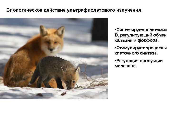 Биологическое действие ультрафиолетового излучения • Синтезируется витамин D, регулирующий обмен кальция и фосфора. •