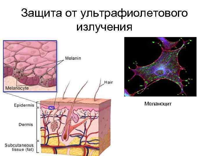 Защита от ультрафиолетового излучения Меланоцит 