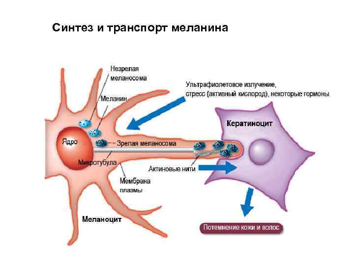 Синтез и транспорт меланина 