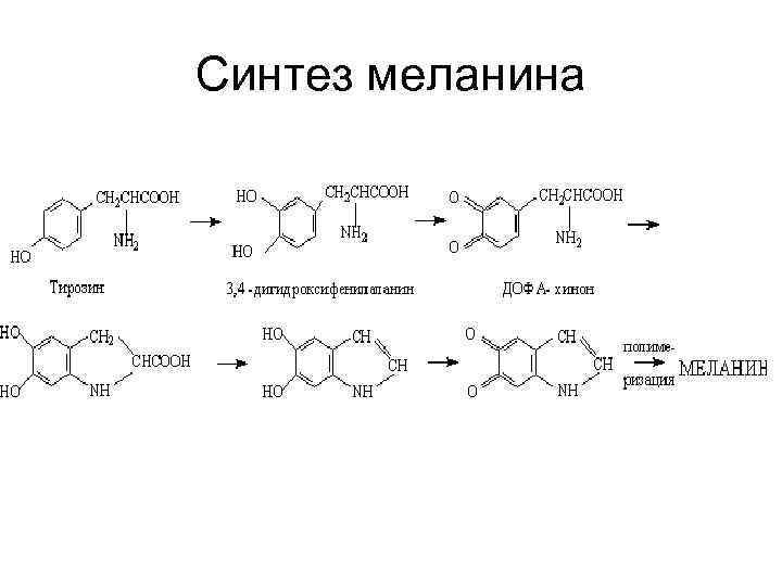 Предшественник меланина