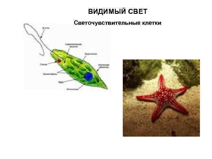 ВИДИМЫЙ СВЕТ Светочувствительные клетки 