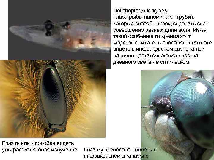 Dolichopteryx longipes. Глаза рыбы напоминают трубки, которые способны фокусировать свет совершенно разных длин волн.