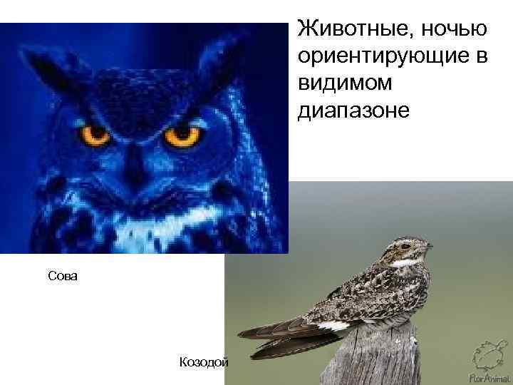 Животные, ночью ориентирующие в видимом диапазоне Сова Козодой 