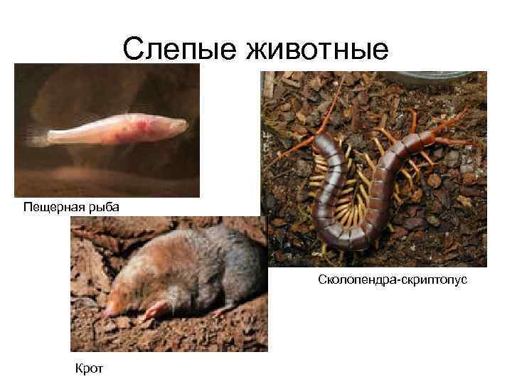 Слепые животные Пещерная рыба Сколопендра-скриптопус Крот 