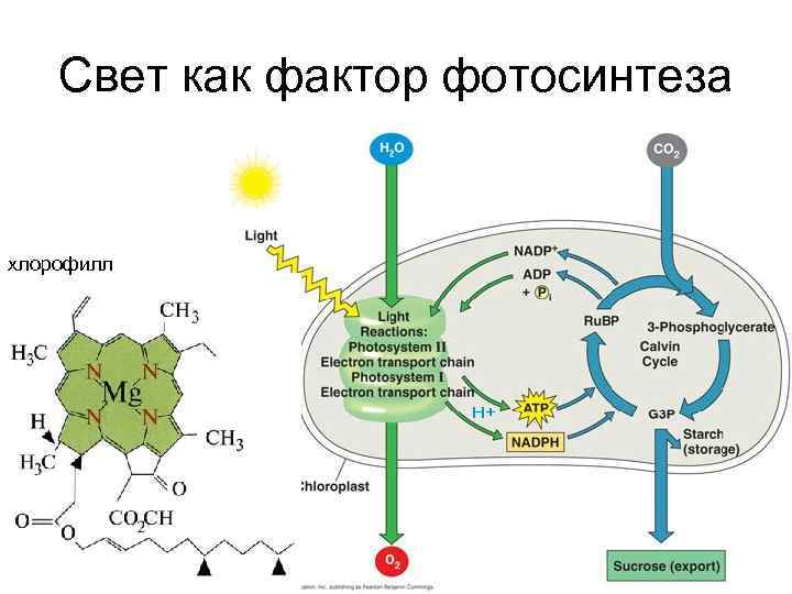 Свет как фактор фотосинтеза хлорофилл 