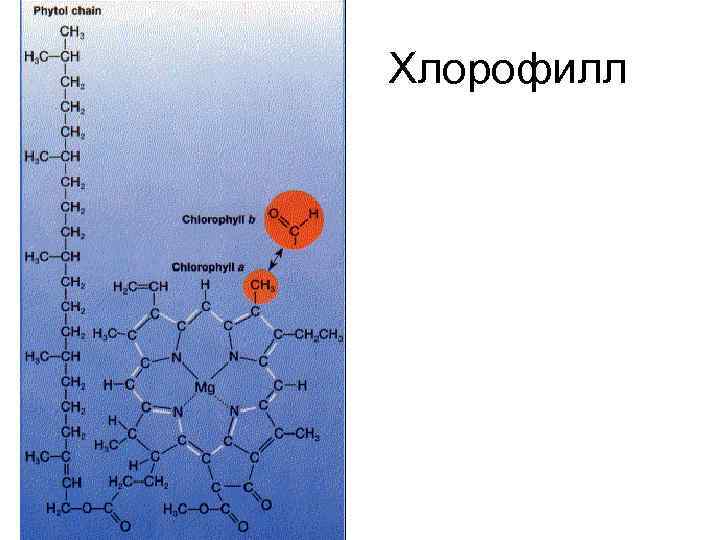 Хлорофилл 