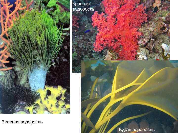 Красная водоросль Зеленая водоросль Бурая водоросль 