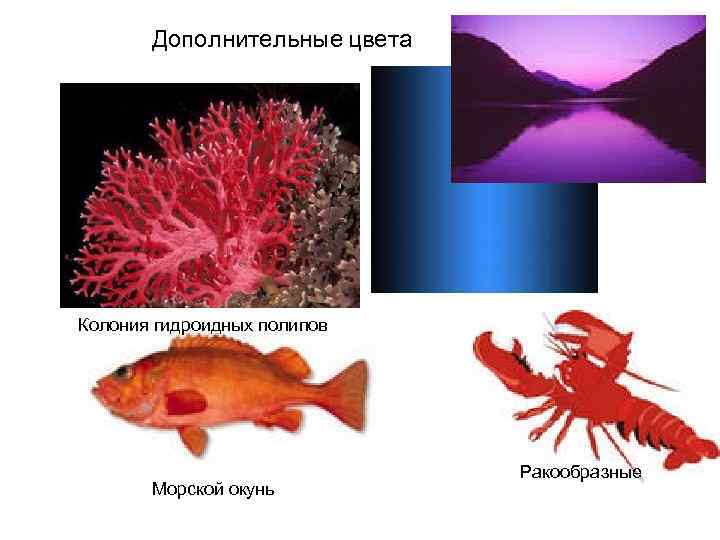 Дополнительные цвета Колония гидроидных полипов Морской окунь Ракообразные 