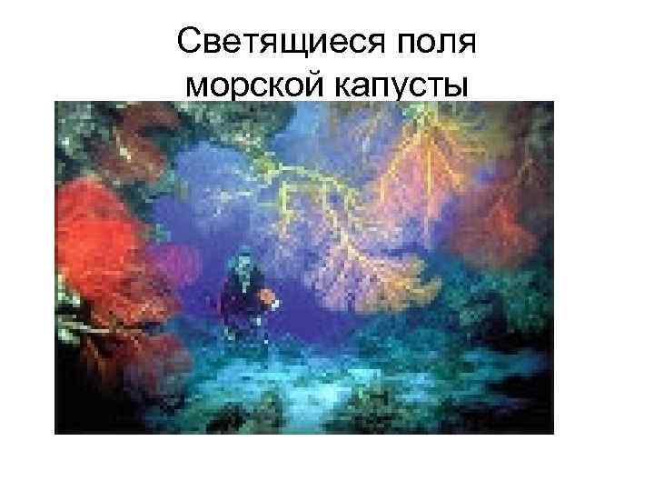 Светящиеся поля морской капусты 