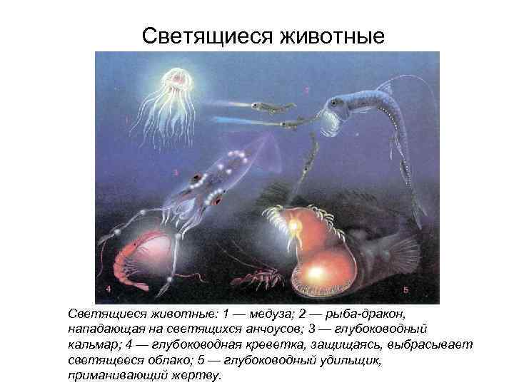 Светящиеся животные: 1 — медуза; 2 — рыба-дракон, нападающая на светящихся анчоусов; 3 —