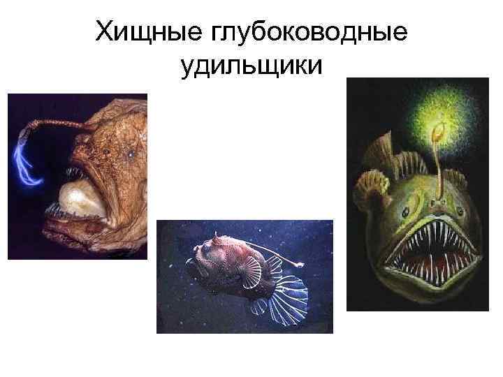 Хищные глубоководные удильщики 
