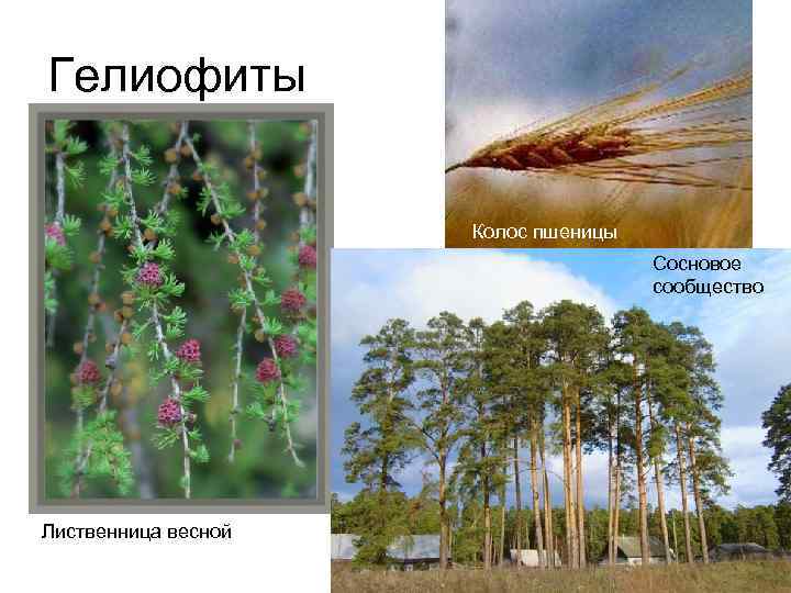 Гелиофиты Колос пшеницы Сосновое сообщество Лиственница весной 