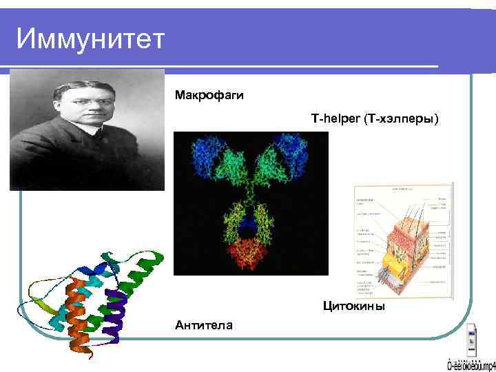 Иммунитет Макрофаги T-helper (Т-хэлперы) Цитокины Антитела 