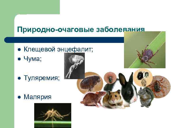 Природно-очаговые заболевания l Клещевой энцефалит; Чума; l Туляремия; l Малярия l 