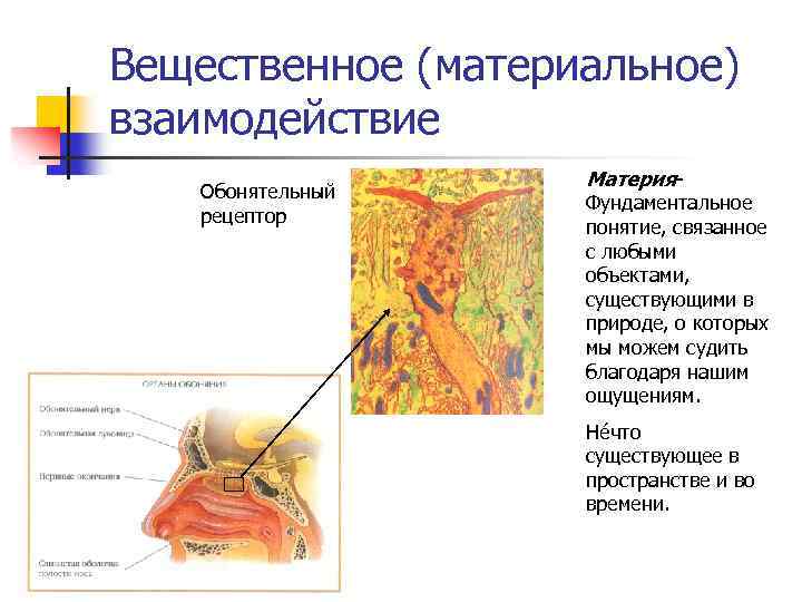 Вещественное (материальное) взаимодействие Обонятельный рецептор Материя- Фундаментальное понятие, связанное с любыми объектами, существующими в