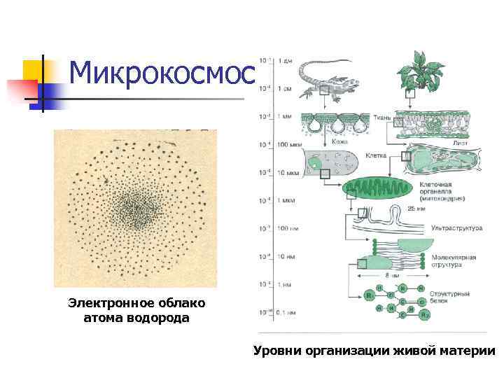 Микрокосмос Электронное облако атома водорода Уровни организации живой материи 