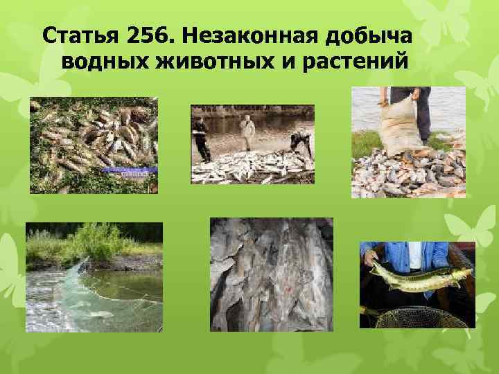 Статья 256. Незаконная добыча водных животных и растений 