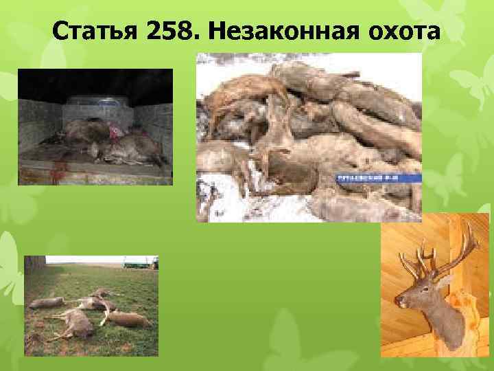 Статья 258. Незаконная охота 