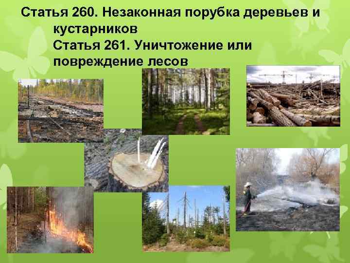 Статья 260. Незаконная порубка деревьев и кустарников Статья 261. Уничтожение или повреждение лесов 