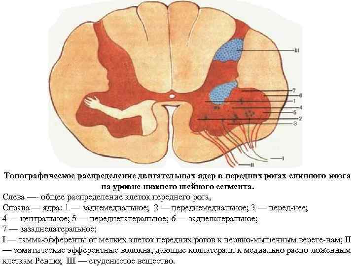 Рога спинного мозга