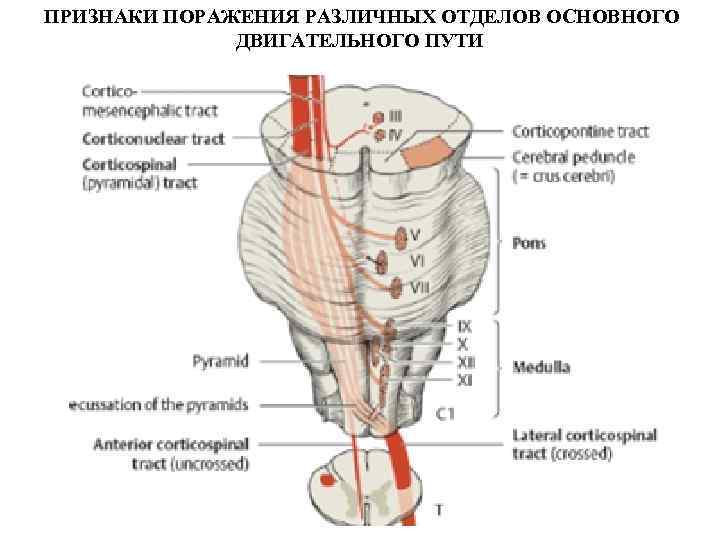 Двигательные симптомы поражения