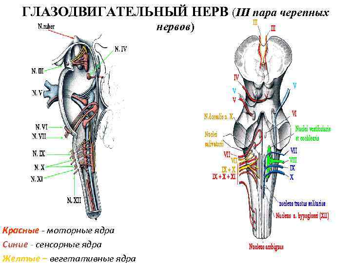 ГЛАЗОДВИГАТЕЛЬНЫЙ НЕРВ (III пара черепных Красные - моторные ядра Синие - сенсорные ядра Желтые