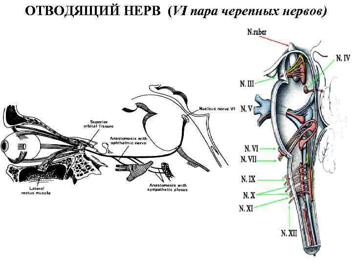 ОТВОДЯЩИЙ НЕРВ (VI пара черепных нервов) 