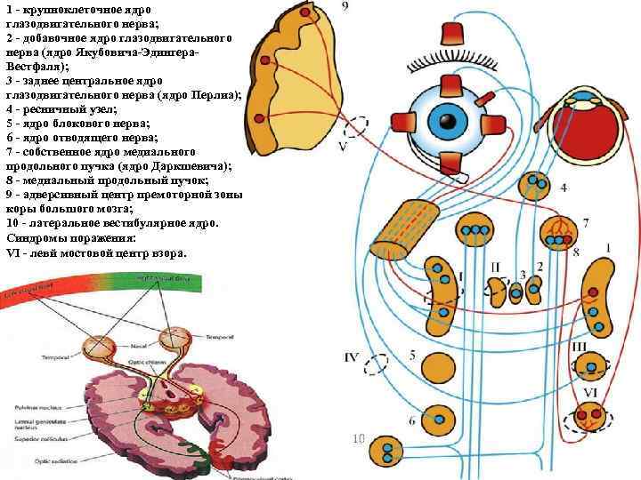 Ход глазодвигательного нерва схема