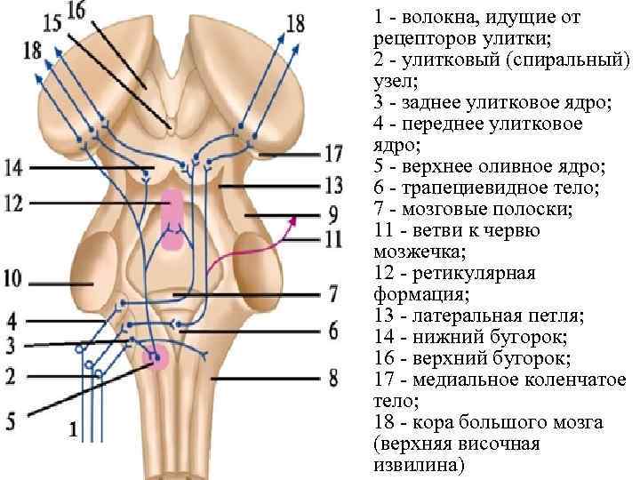 1 волокна, идущие от рецепторов улитки; 2 улитковый (спиральный) узел; 3 заднее улитковое ядро;