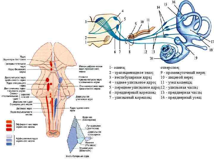 Промежуточный черепной нерв. 8 Пара черепных нервов. 8 Пара черепных нервов схема. Преддверно-улитковый нерв схема. Ядра черепных нервов анатомия.