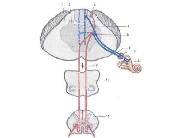 Преддверно спинномозговой путь схема