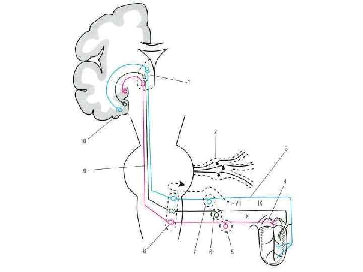 Языкоглоточный блуждающий нерв. Языкоглоточный нерв проводящие пути. Проводящий путь языкоглоточного нерва. Языкоглоточный нерв схема пути. Языкоглоточный нерв анатомия схема.