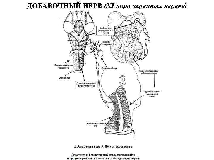 Добавочный нерв схема