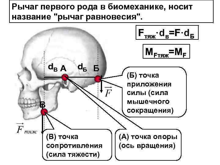 Рычаг первого рода в биомеханике, носит название "рычаг равновесия". Fтяж·dв=F·d. Б МFтяж=МF d. B