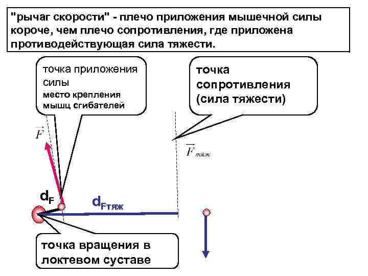 "рычаг скорости" - плечо приложения мышечной силы короче, чем плечо сопротивления, где приложена противодействующая
