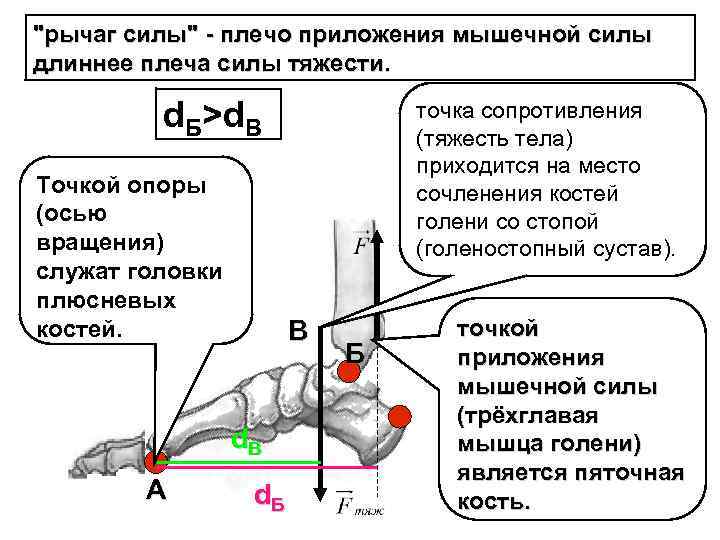 "рычаг силы" - плечо приложения мышечной силы длиннее плеча силы тяжести. d. Б>d. B