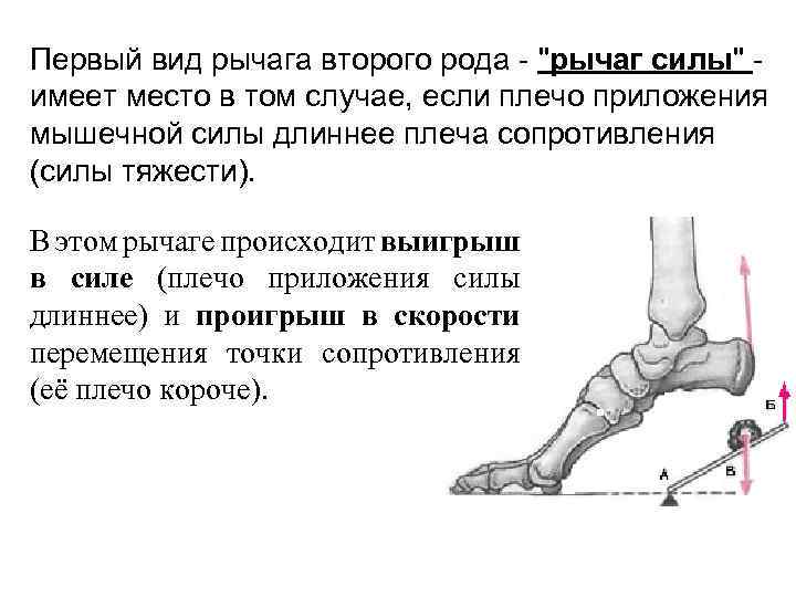 Первый вид рычага второго рода - "рычаг силы" - имеет место в том случае,