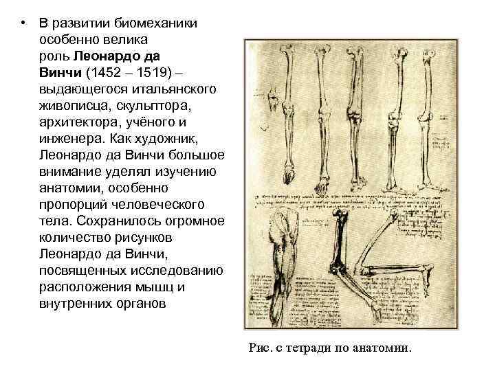  • В развитии биомеханики особенно велика роль Леонардо да Винчи (1452 – 1519)