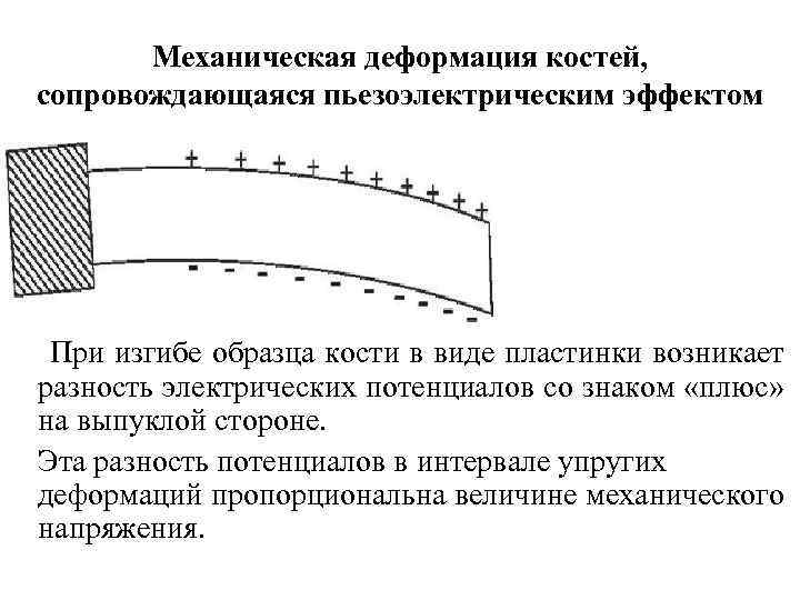 Механическая деформация костей, сопровождающаяся пьезоэлектрическим эффектом При изгибе образца кости в виде пластинки возникает