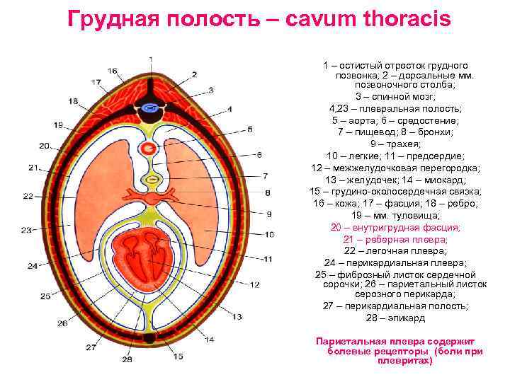 Грудная полость – cavum thoracis 1 – остистый отросток грудного позвонка; 2 – дорсальные