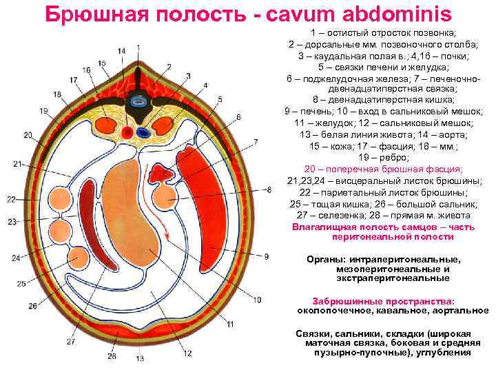 Брюшная полость - cavum abdominis 1 – остистый отросток позвонка; 2 – дорсальные мм.